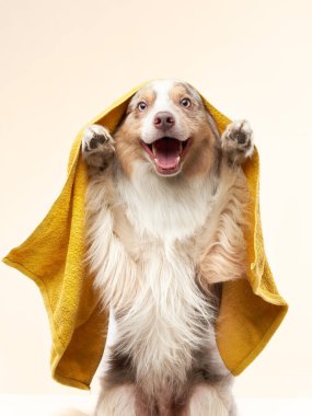 Köpek üstüne köpek. Sarı havlulu bir çoban köpeği. Hayvan yıkama.