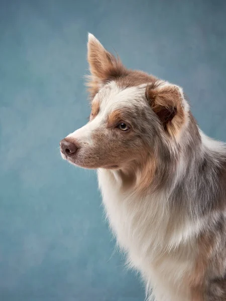 Mavi arka planda bir köpeğin portresi. Tatlı sınır çobanı. — Stok fotoğraf