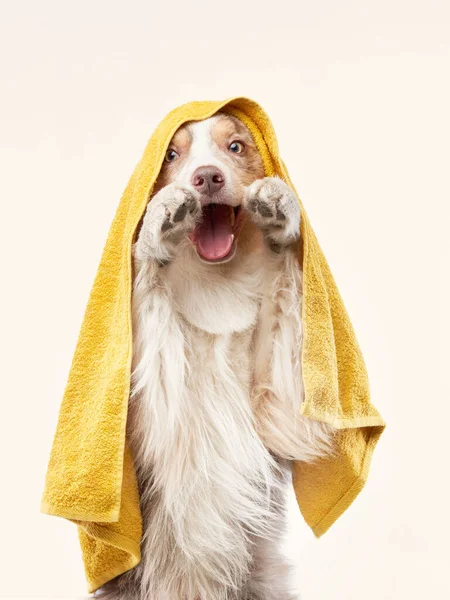 シャワーの後の犬。黄色のタオルでボーダーコリー。ペットウォッシュ — ストック写真