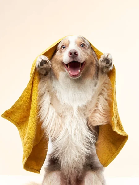 Pies po prysznicu. Border collie w żółtym ręczniku. Mycie zwierząt domowych — Zdjęcie stockowe
