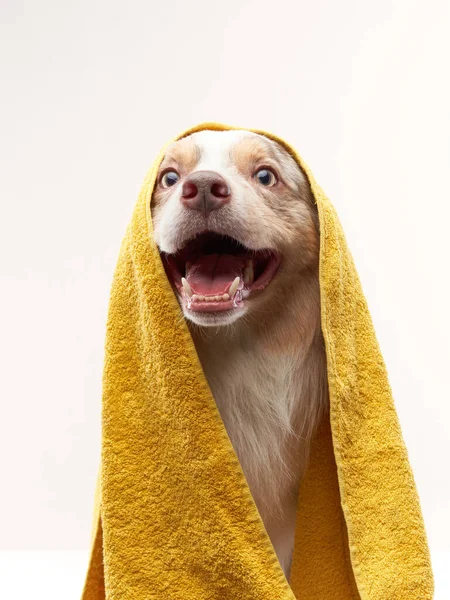 Hund nach Dusche. Border Collie in einem gelben Handtuch. Haustierwäsche — Stockfoto