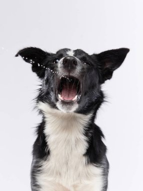 Komik köpek. Mutlu Sınır Collie eğrisi ağızlık