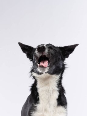 Komik köpek. Mutlu Sınır Collie eğrisi ağızlık