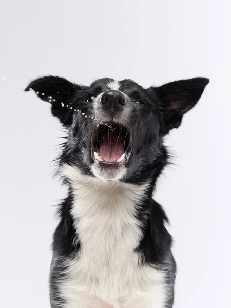 Funny dog. Happy Border Collie curve muzzle — Stock Photo, Image