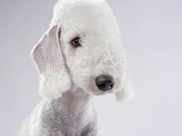 White Bedlington. close-up portrait of a dog. Charming pet Royalty Free Stock Images