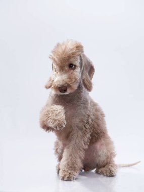 Beyaz Bedlington. Bir köpeğin yakın plan portresi. Sevimli hayvan.