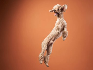 Komik aktif köpek atlayışı. Kırmızı arka planda mutlu bir kaniş