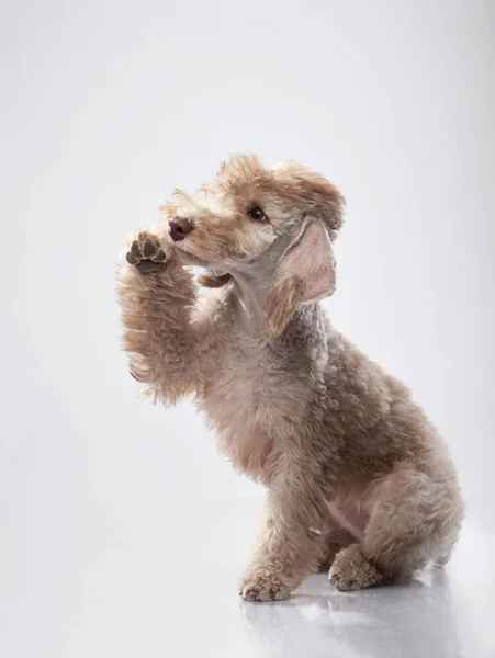 White Bedlington. Nahaufnahme Porträt eines Hundes. Charmantes Haustier — Stockfoto