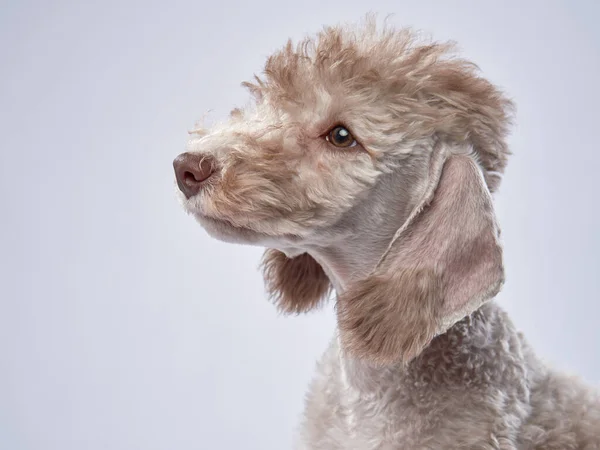 White Bedlington. close-up portrait of a dog. Charming pet — Stock Photo, Image