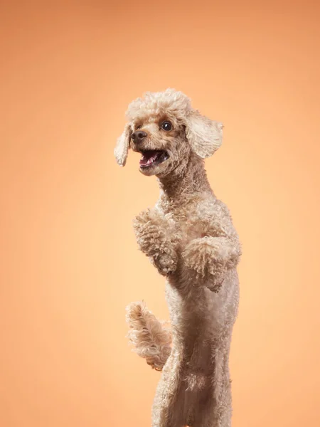 Забавна активна собака стрибає. щасливий пудель на червоному тлі — стокове фото