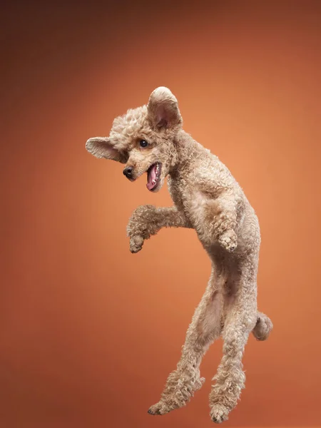 Drôle de saut de chien actif. caniche heureux sur un fond rouge — Photo