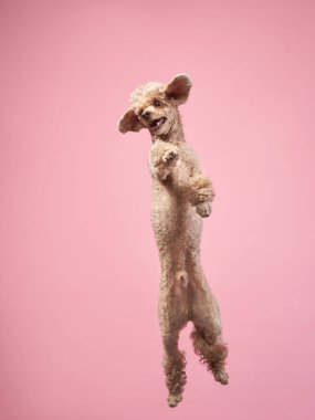 Komik aktif köpek atlayışı. Pembe arka planda mutlu kaniş