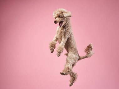 Komik aktif köpek atlayışı. Pembe arka planda mutlu kaniş