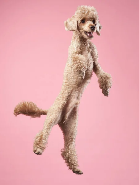 Divertido salto activo del perro. caniche feliz sobre fondo rosa —  Fotos de Stock