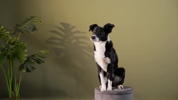 A Border Collie está a acenar com a pata. Cão dentro de casa. animal de estimação feliz — Vídeo de Stock