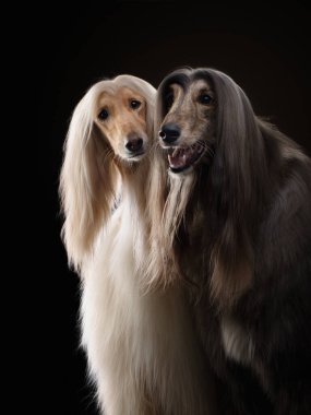 Siyah arka planda bir Afgan tazısının portresi