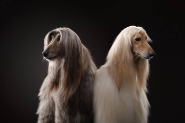 Siyah arka planda bir Afgan tazısının portresi