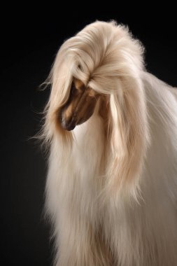 Siyah arka planda bir Afgan tazısının portresi