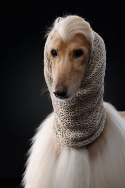 Siyah arka planda bir Afgan tazısının portresi