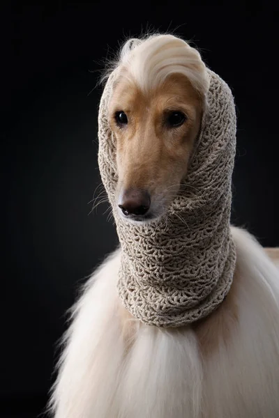 Porträtt av en afghansk hund på svart bakgrund — Stockfoto