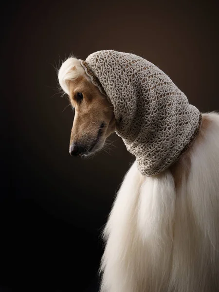 Egy fekete hátterű afgán kutya portréja — Stock Fotó