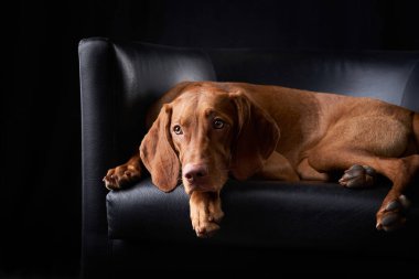 Köpek deri bir koltukta dinleniyor. Stüdyoda Macar vizsla