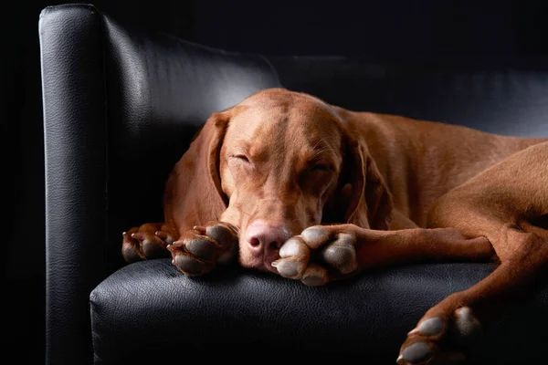 El perro está descansando en un sillón de cuero. Vizsla húngara en el estudio —  Fotos de Stock