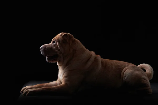 Shar Pei dog on black background — Stock Photo, Image