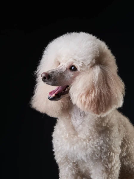 Portrait of a white small poodle. dog on black background — Stock Photo, Image