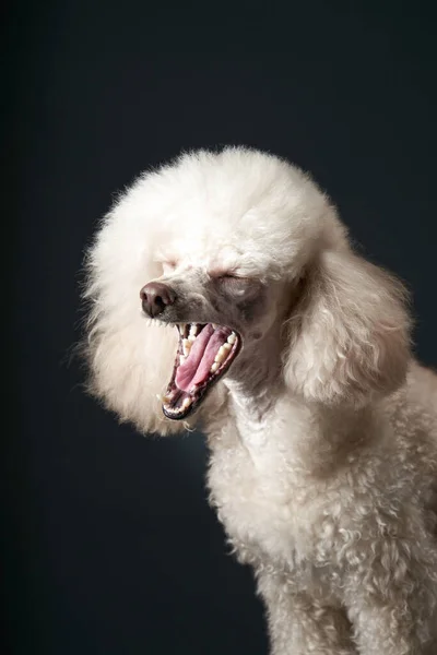 Portrait d'un petit caniche blanc. chien sur fond noir — Photo