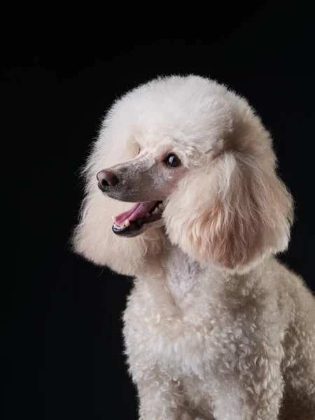 Portrait of a white small poodle. dog on black background Royalty Free Stock Photos