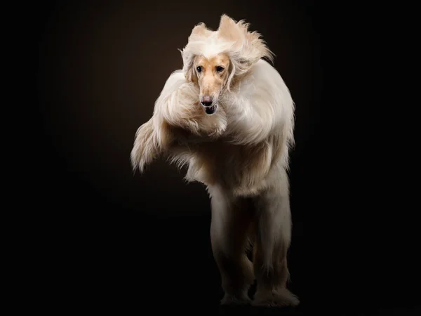 Cão voador. um cão afegão num fundo escuro. animal de estimação ativo, movimento — Fotografia de Stock