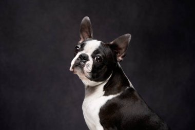 Siyah arka planda bir köpeğin portresi. 
