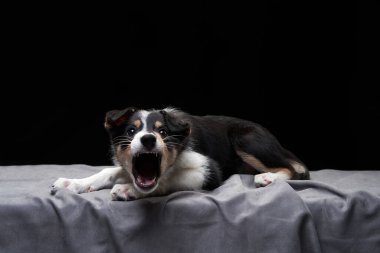 Komik bir çoban köpeği yavrusu. Köpek sırıtıyor, oynuyor.