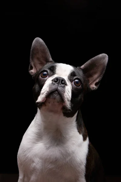 Ritratto di un cane su sfondo nero. — Foto Stock