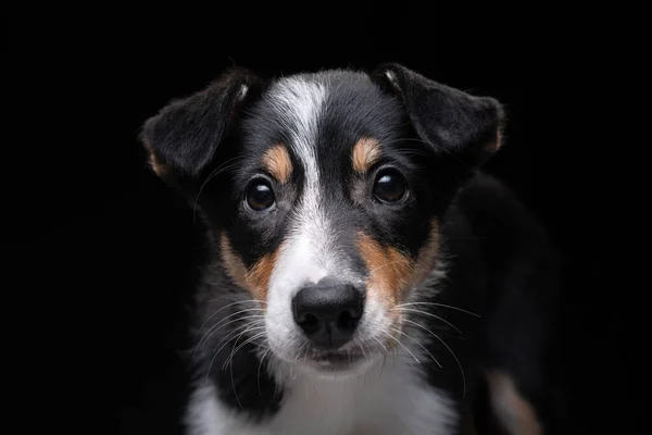 Filhote de cachorro engraçado fronteira collie. O cachorro está sorrindo, brincando — Fotografia de Stock