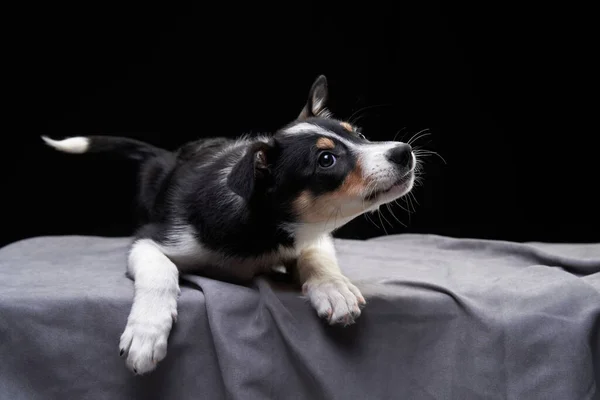 面白い国境のコリー子犬。犬は泣きながら遊んでいる。 — ストック写真