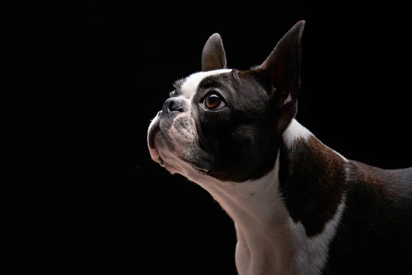 Портрет собаки на черном фоне. — стоковое фото