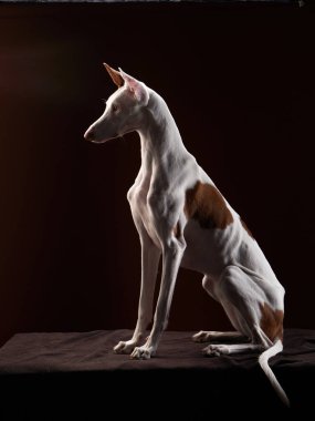 Stüdyoda siyah arka planda bir köpek. Zayıf İspanyol tazısı, podenko ibitsenko
