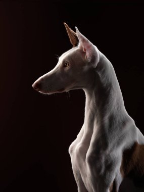 Stüdyoda siyah arka planda bir köpek. Zayıf İspanyol tazısı, podenko ibitsenko