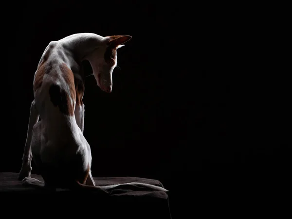 Pies na czarnym tle w studio. Szczupły hiszpański pies gończy, podenko ibitsenko — Zdjęcie stockowe