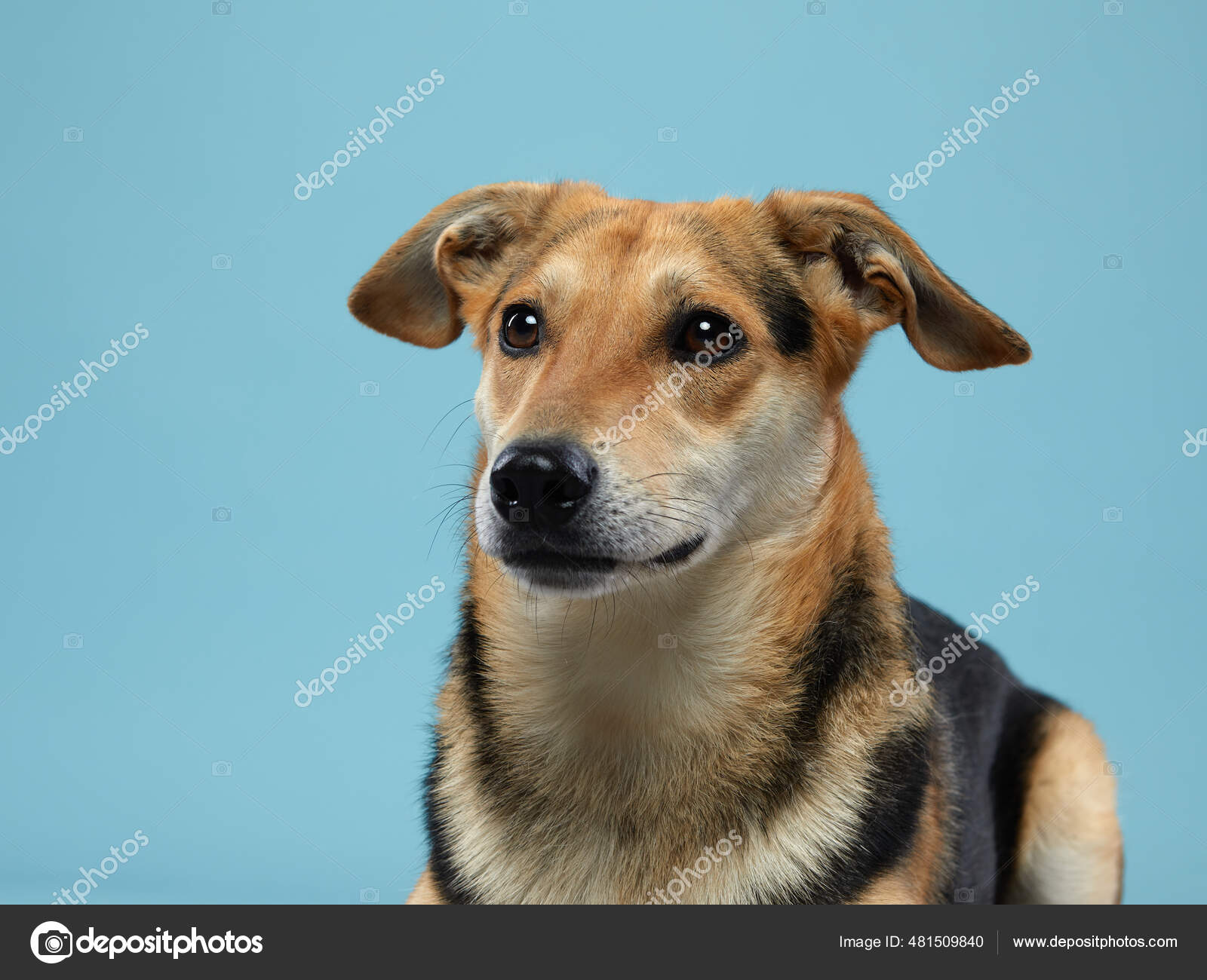 大きな美しい目で犬を混ぜる 青い背景のペット ストック写真 C Averyanova 大きな美しい目で犬を混ぜる 青い背景のペット ストック写真 C Averyanova