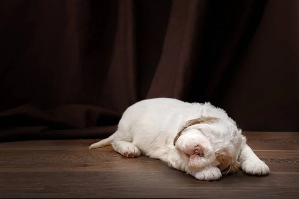 Dulce cachorro, recién nacido perro torpe spaniel — Foto de Stock