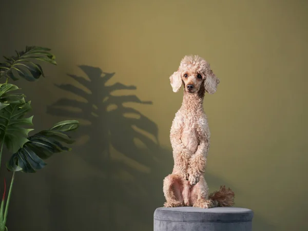 O caniche está a acenar com a pata. Cão dentro de casa. animal de estimação feliz — Fotografia de Stock