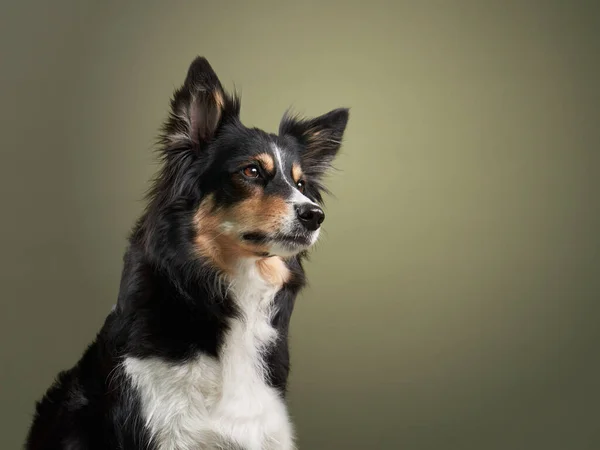 Portrait d'un chien sur fond bleu. Mignon frontière collie — Photo