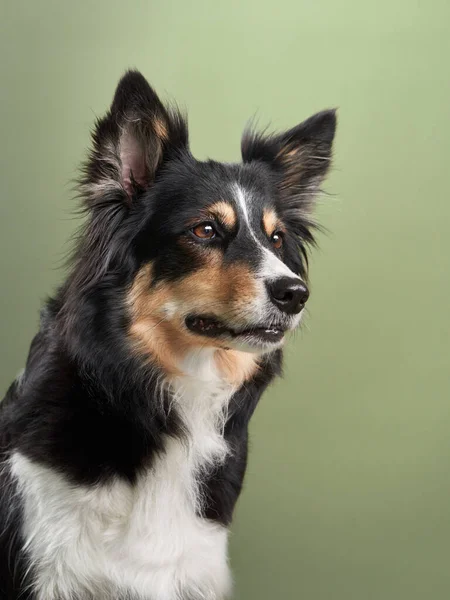 Retrato de um cão sobre um fundo azul. Bonito collie fronteira — Fotografia de Stock