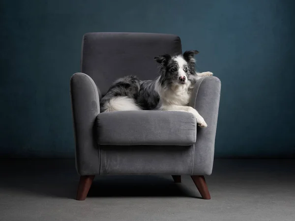 Hond op een stoel. Marmer. Grens Collie — Stockfoto