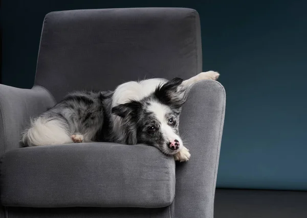 Pes na židli. Mramor. Ohraničení kolie — Stock fotografie