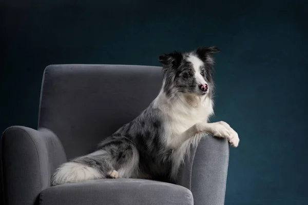 Um cão numa cadeira. Mármore. Fronteira Collie — Fotografia de Stock