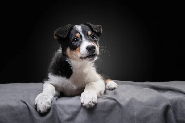 Funny border collie puppy. The dog is grinning, playing — Stock Photo, Image